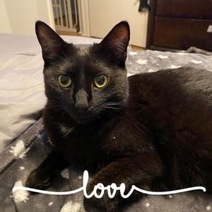 Meet your Posher, Heidi